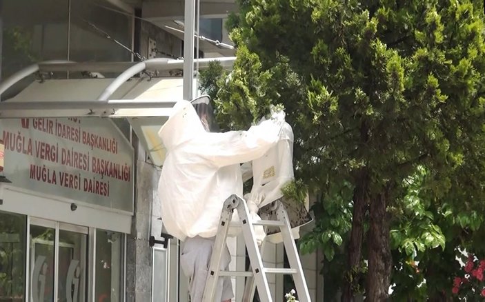 Muğla'da arılar vergi dairesinin önüne ağıl kurdu