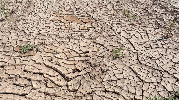 Beyin yiyen amiplerin sayısı hızla çoğalabilir