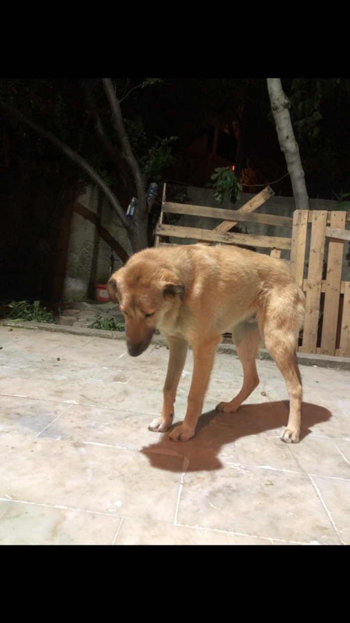 Silivri’de köpeklerde gençlik hastalığı salgını: 3’ü öldü