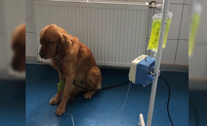 Silivri’de köpeklerde gençlik hastalığı salgını: 3’ü öldü