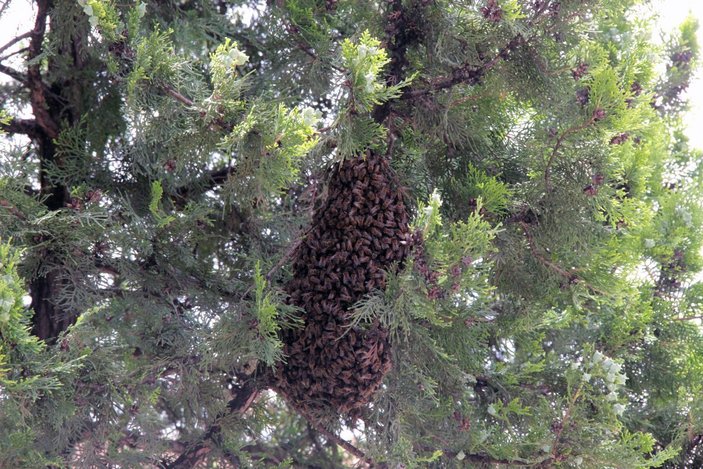Muğla'da arılar vergi dairesinin önüne ağıl kurdu