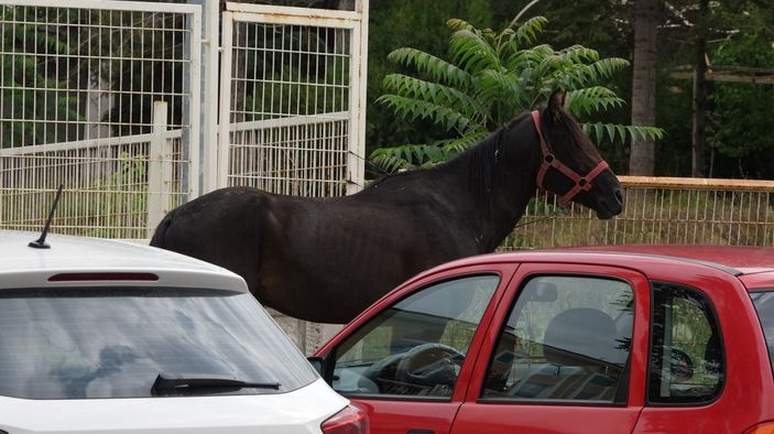 i Çorum’da atlar kent merkezine indi
