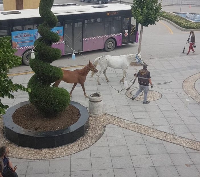 d Çorum’da atlar kent merkezine indi