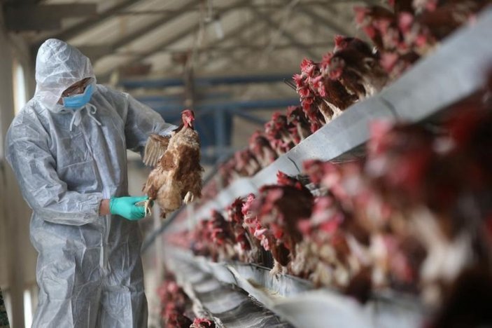 Çin, insanda ilk H10N3 kuş gribi vakasını bildirdi