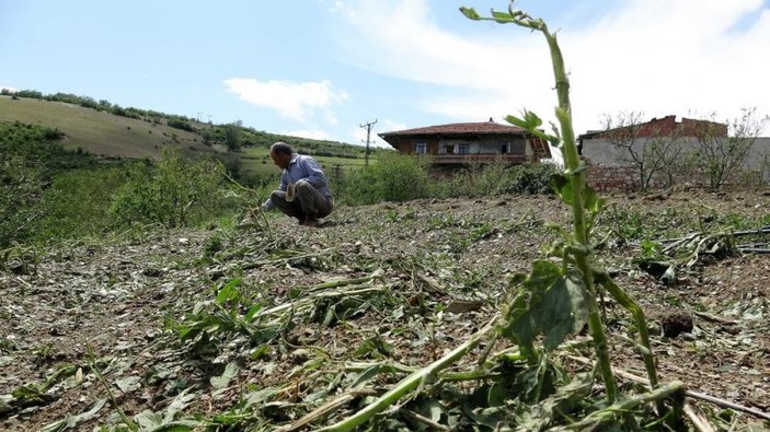 Tokat'ta dolu tarım arazilerine zarar verdi