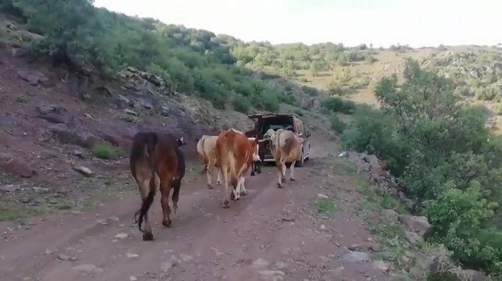 Amasya'da inek, yeni doğurduğu buzağı için aracın yolunu kesti