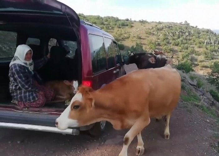 Amasya'da inek, yeni doğurduğu buzağı için aracın yolunu kesti