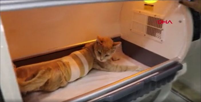 Denizli’de cinsel saldırıya uğrayan kedi tedavi altına alındı