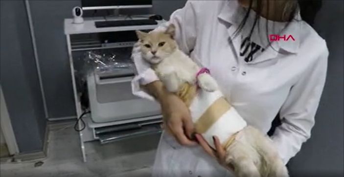 Denizli’de cinsel saldırıya uğrayan kedi tedavi altına alındı