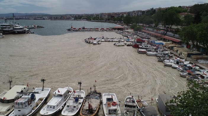 Deniz salyası oluşumunun Marmara Denizi'ne etkileri araştırılıyor