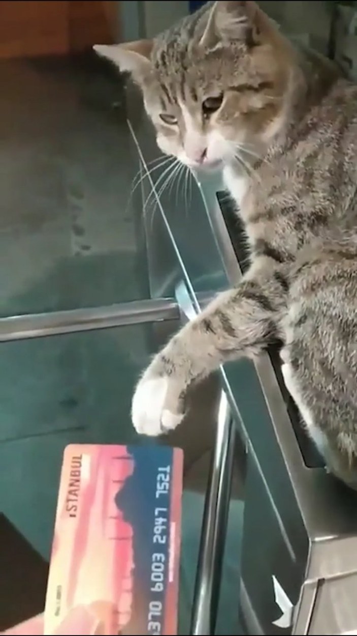 Metro turnikesinde geçişe izin vermeyen kedi