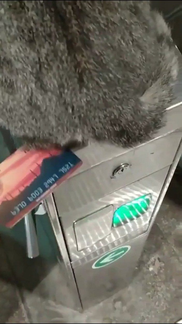 Metro turnikesinde geçişe izin vermeyen kedi