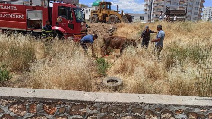 Adıyaman'da su kanalına düşen inek kurtarıldı