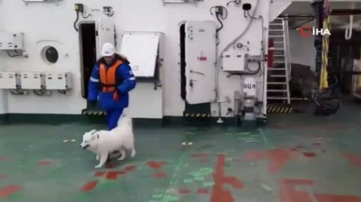 Kuzey Kutbu'nda kaybolan köpeği, Rus buzkıran gemisi buldu