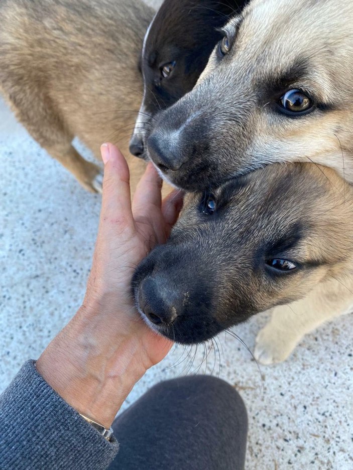 İzmir'de 1 yavru köpek başı kesilmiş halde bulundu