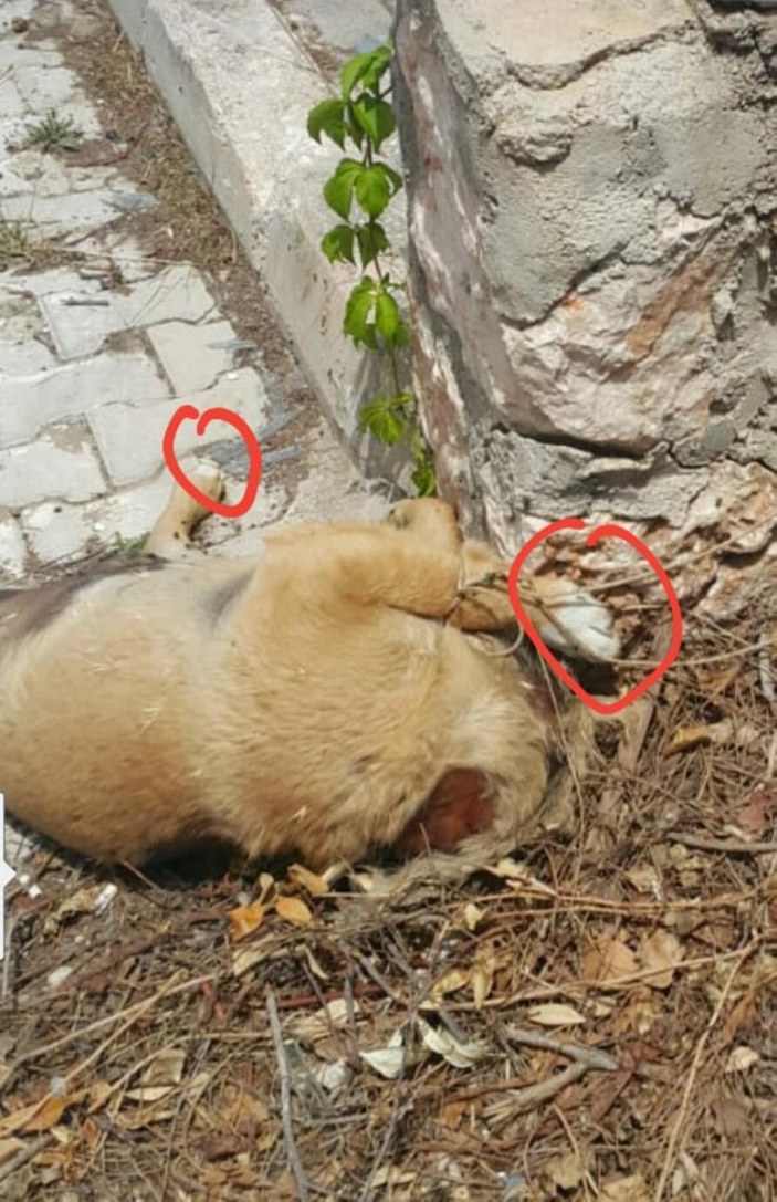 İzmir'de 1 yavru köpek başı kesilmiş halde bulundu