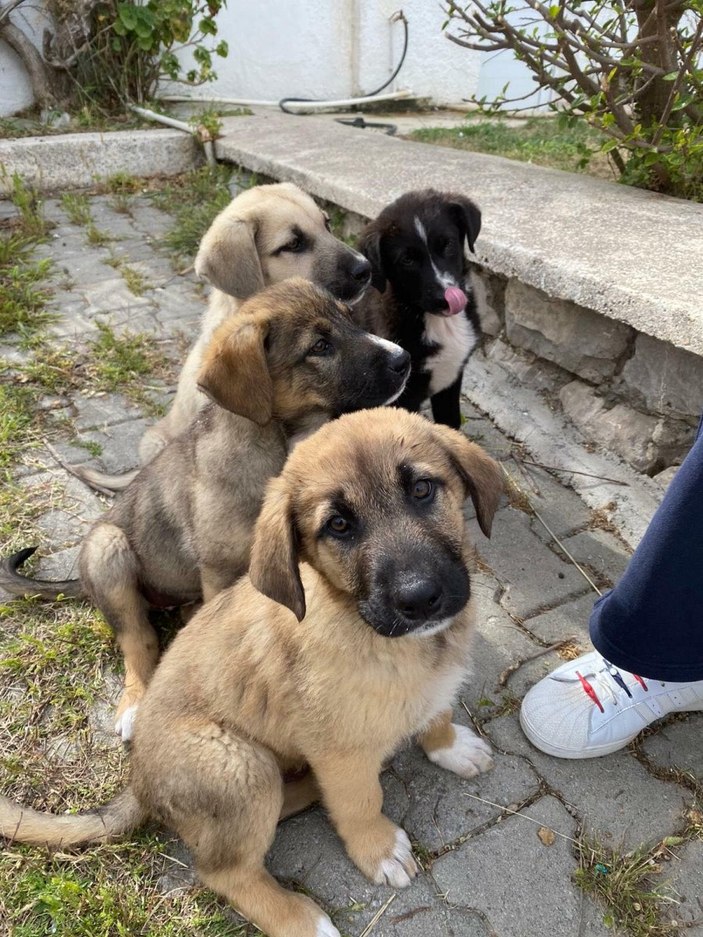 İzmir'de 1 yavru köpek başı kesilmiş halde bulundu