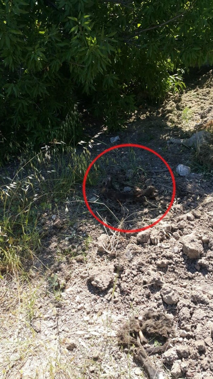 İzmir'de 1 yavru köpek başı kesilmiş halde bulundu