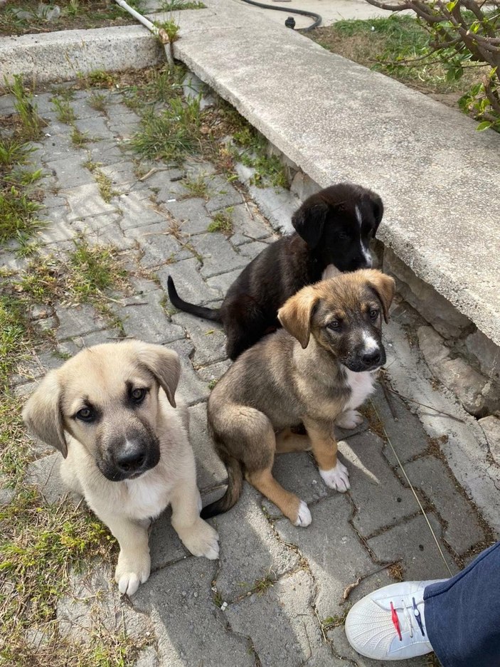 İzmir'de 1 yavru köpek başı kesilmiş halde bulundu