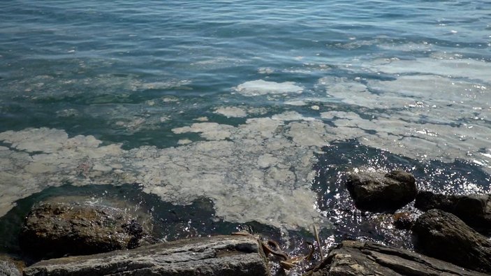 İstanbul'da sahillerdeki 'deniz salyası' sorunu