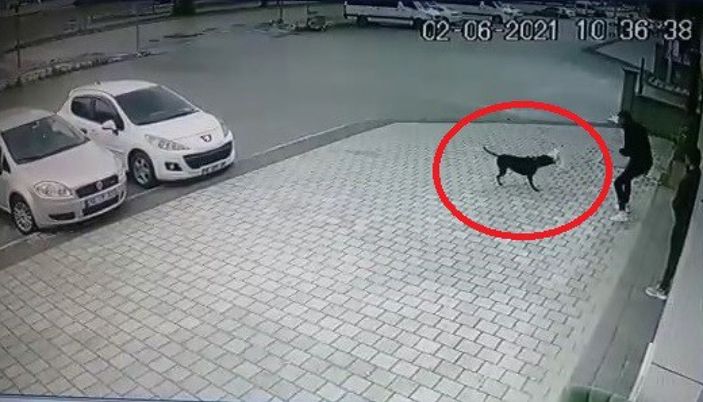 Bursa'da küçük köpeğe pitbull saldırdı