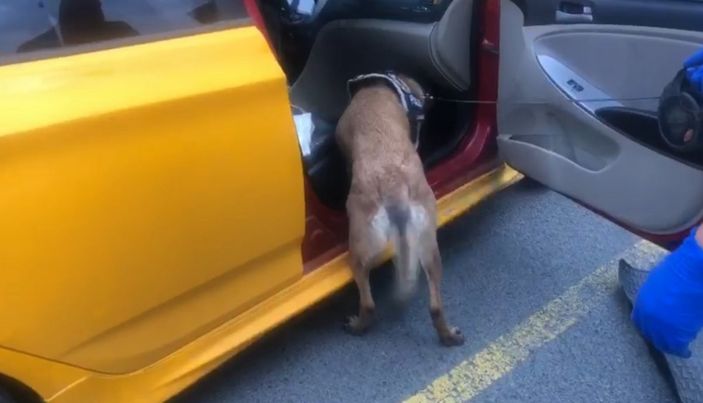 i Tekirdağ'da uyuşturucuyu 'Larissa' buldu