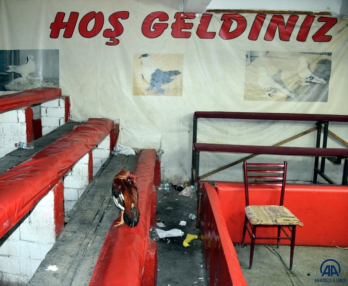 Kırıkkale'de horoz dövüştüren 69 kişiye 431 bin 250 lira cezası