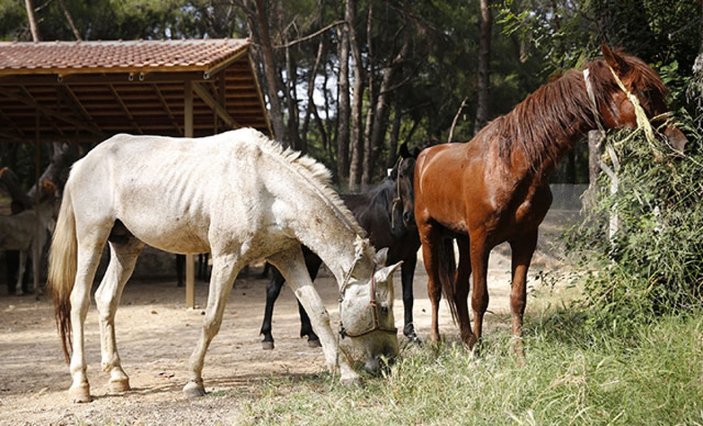Antalya'da 40 at sahiplendirildi: 2'si öldü, 2'si çalındı, 3'ü kayıp