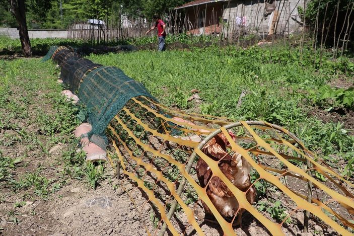 a Karabük'te ekili alanlar için tavuklara tünelli çözüm