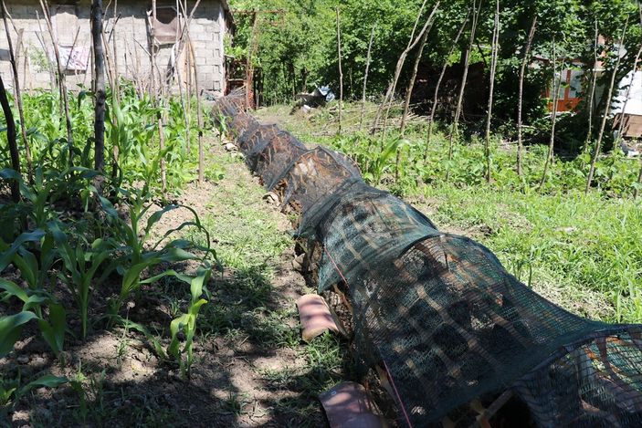 a Karabük'te ekili alanlar için tavuklara tünelli çözüm