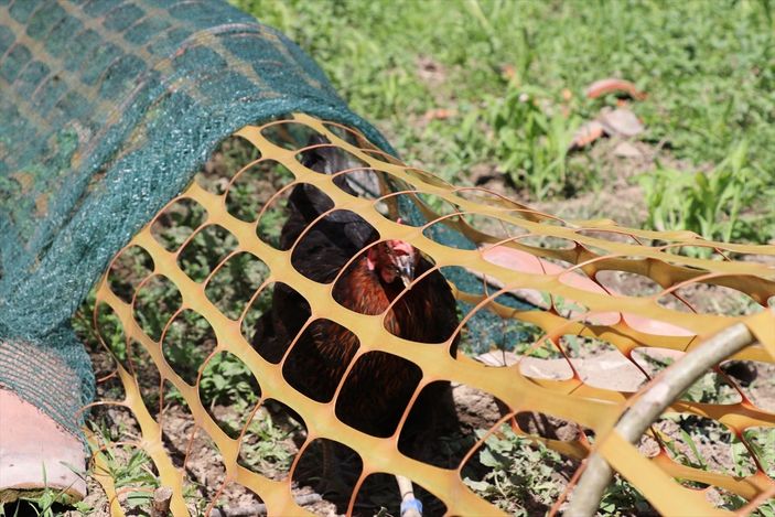 a Karabük'te ekili alanlar için tavuklara tünelli çözüm