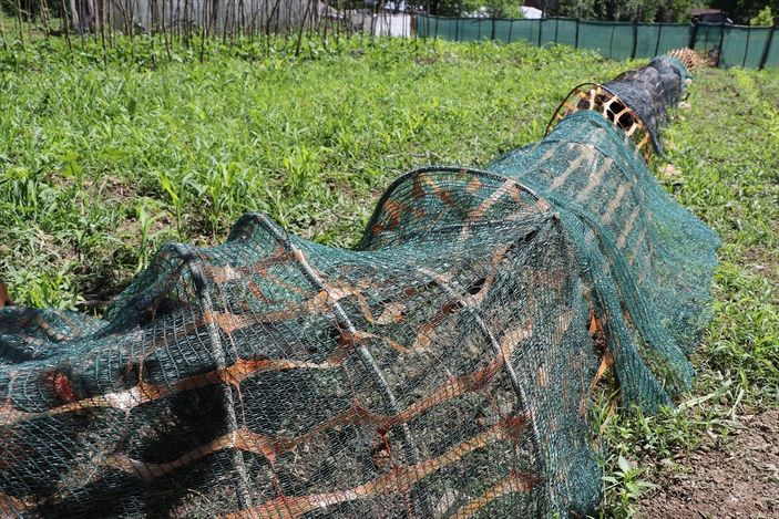 a Karabük'te ekili alanlar için tavuklara tünelli çözüm