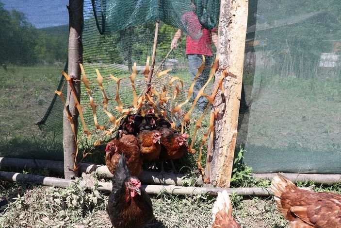 a Karabük'te ekili alanlar için tavuklara tünelli çözüm