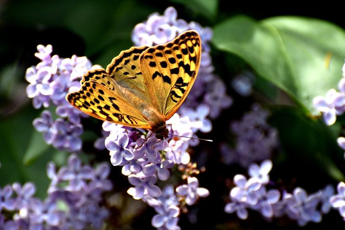 Sarıkamış'ta kelebeklerin renk cümbüşü