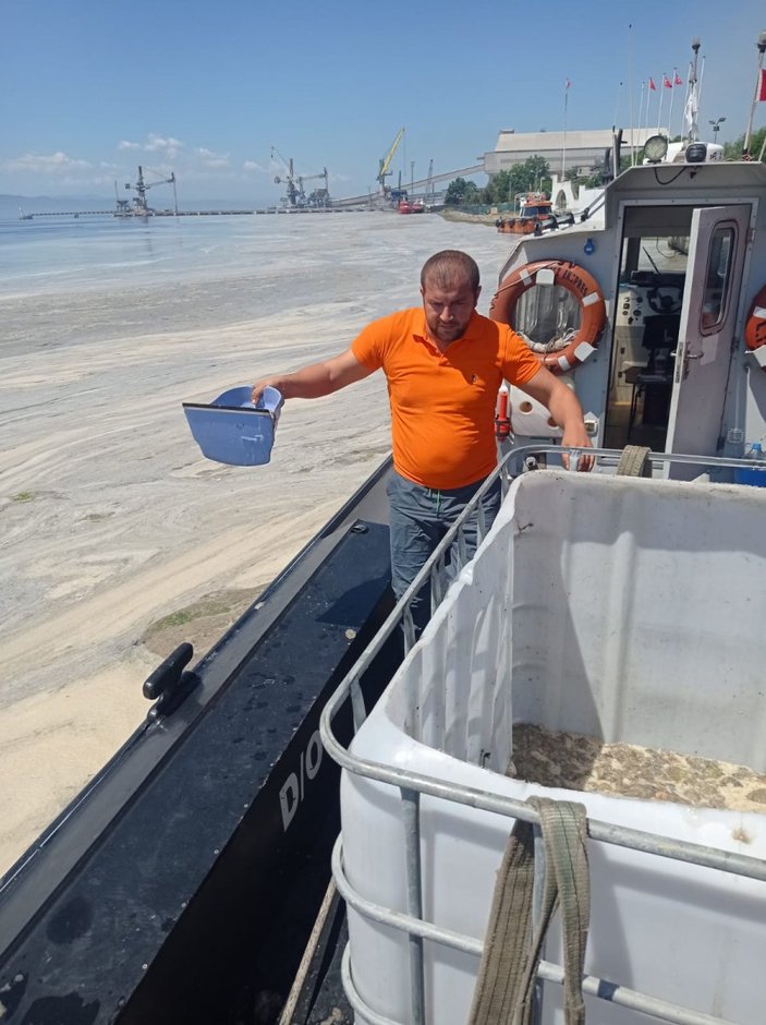 Kocaeli'de iki kardeş kürekle deniz salyası topladı