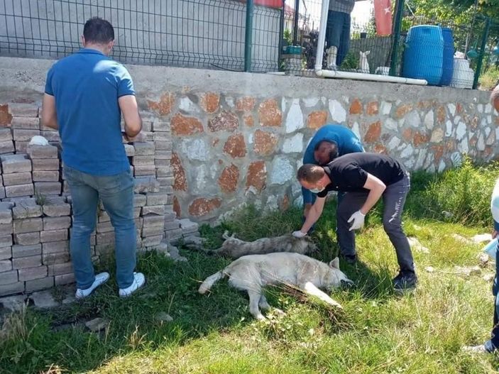 Yalova’da 7 köpekten 6’sı, zehirlenerek öldürüldü