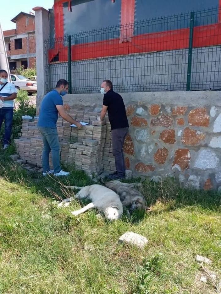 Yalova’da 7 köpekten 6’sı, zehirlenerek öldürüldü
