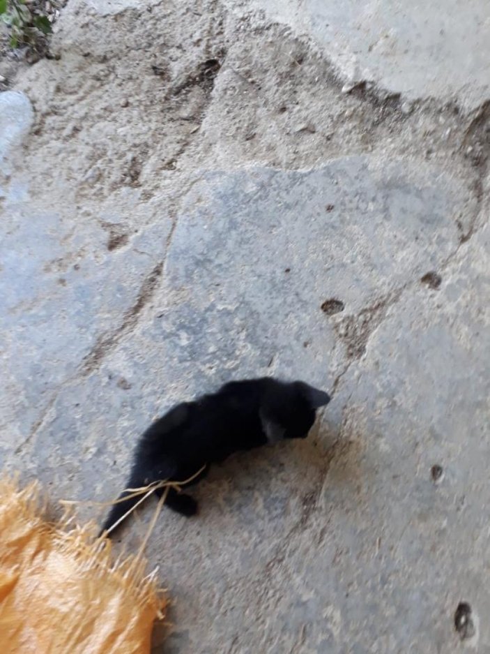 Aydın'da kuyuya düşen yavru kedi kurtarıldı