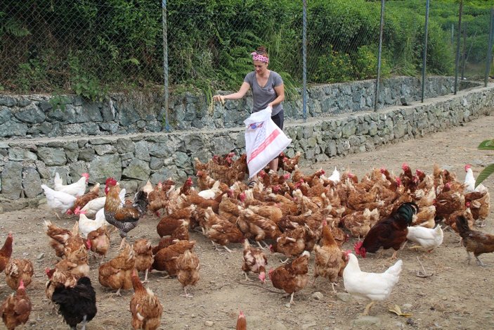 Rizeli girişimci kadın, köyüne dönüp tavuk çiftliği kurdu