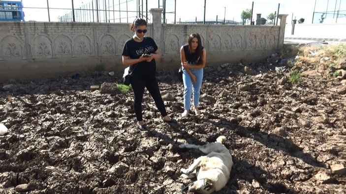 Diyarbakır’da bir köpek vahşice öldürüldü