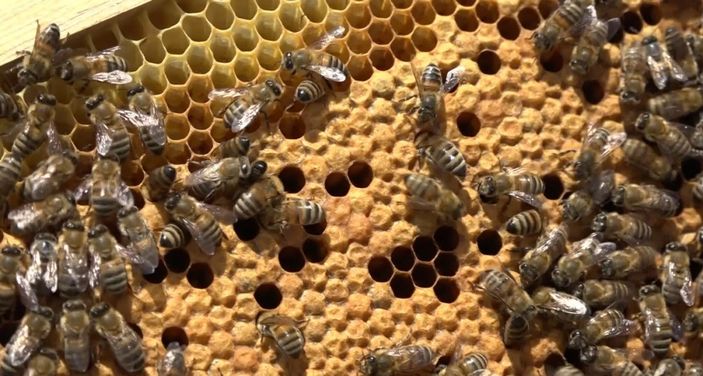 i Arıcıların bal mesaisi başladı