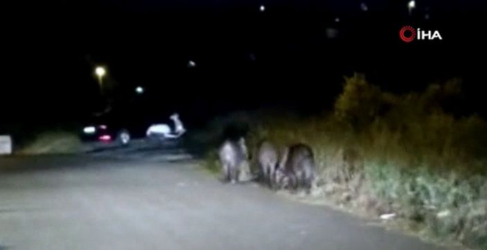 i Sultangazi’de domuz sürüleri mahalleye indi