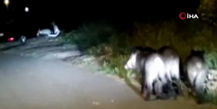 i Sultangazi’de domuz sürüleri mahalleye indi