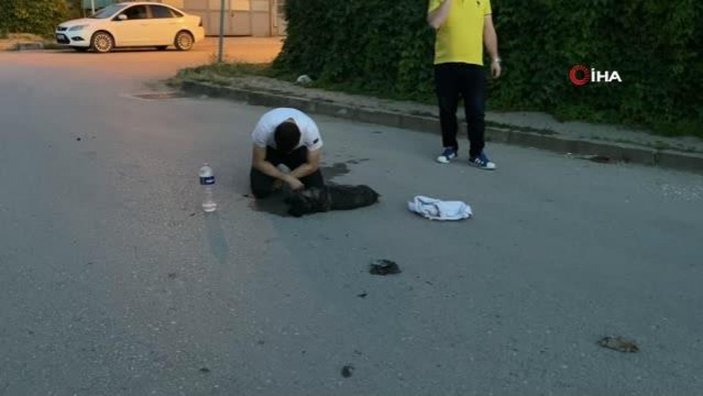Bursa'da aracın çarptığı köpeğinin başında gözyaşı döktü