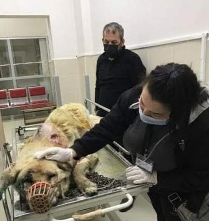 Samsun’da balta ile saldırıya uğrayan köpek, dereye atıldı