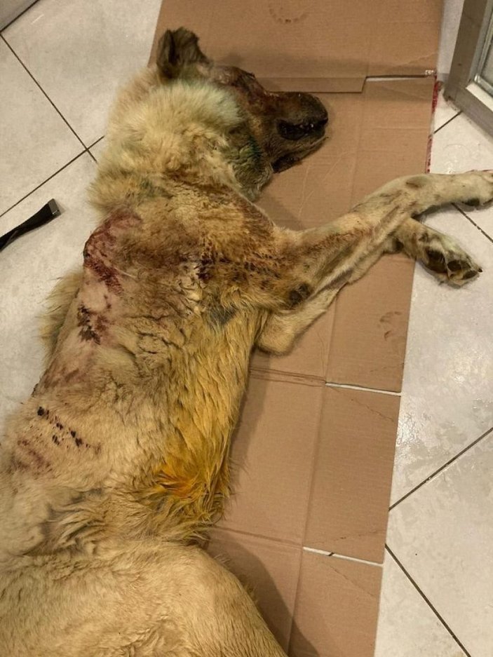 Samsun’da balta ile saldırıya uğrayan köpek, dereye atıldı