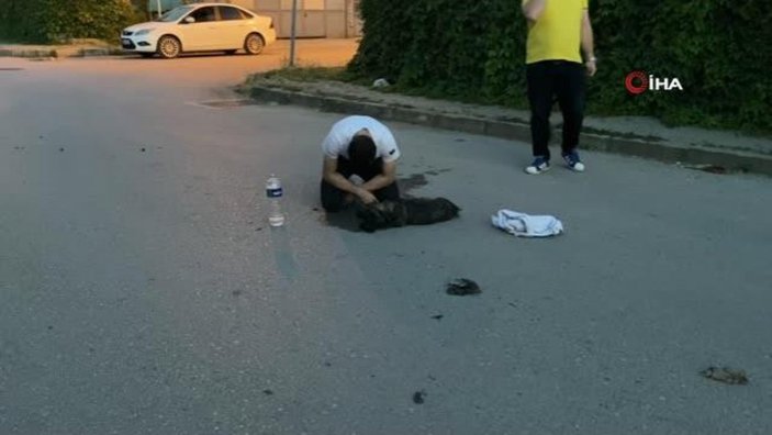 Bursa'da aracın çarptığı köpeğinin başında gözyaşı döktü