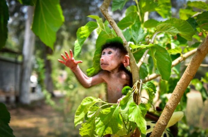 Mersin'de kuvözde büyütülen maymun Nisan, doğal ortamına alıştırılıyor