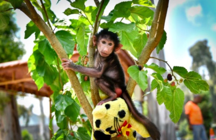 Mersin'de kuvözde büyütülen maymun Nisan, doğal ortamına alıştırılıyor