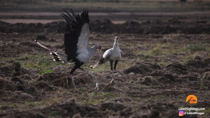 Kenya'daki sekreter kuşunun, tavşan avlama anı